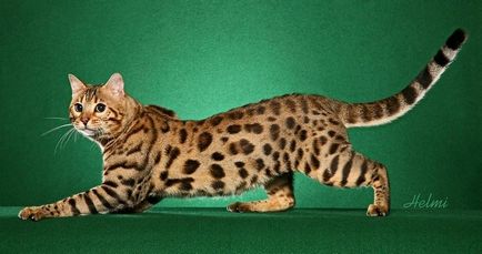 Cele mai scumpe și rare rase de pisici