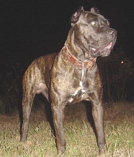 câini cele mai periculoase din lume interzis „coleric“ și a permis „ipocriți“