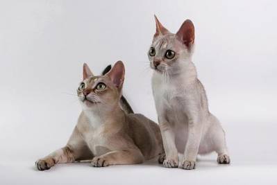 Cele mai rare rase de pisici de pe planeta