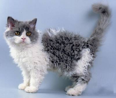 Cele mai rare rase de pisici de pe planeta