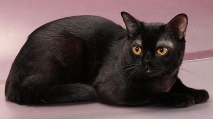 Cele mai rare rase de pisici din lume, cu imagini și nume