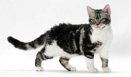 Cele mai rare rase de pisici din lume, cu imagini și nume