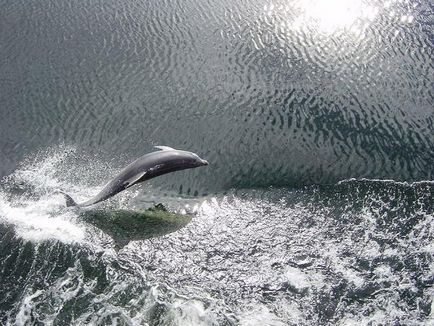 Cele mai uimitoare fapte despre delfini - știri în imagini