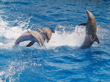 Cele mai uimitoare fapte despre delfini - știri în imagini