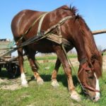 Privire de ansamblu asupra Sleigh și vagon de cal de tipuri de design, instrucțiuni cu privire la modul de a valorifica un cal