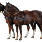 Privire de ansamblu asupra Sleigh și vagon de cal de tipuri de design, instrucțiuni cu privire la modul de a valorifica un cal