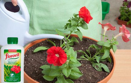 Secretele de îngrășământ pentru a hrăni petunii de plante decât pentru înflorire abundentă
