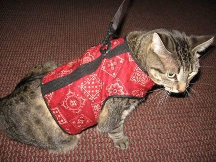lese Harnasament pentru pisici, cum de a alege, rochie și tren
