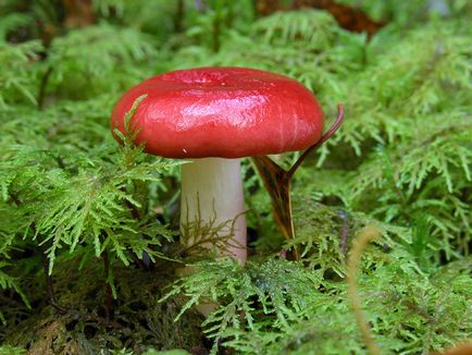 Russula - descrierea și fotografia a ciupercii