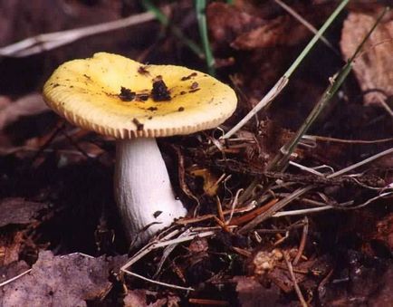 Russula - descrierea și fotografia a ciupercii