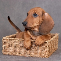 Câte vieți am alege un câine sau un animal de companie pe un timp de înjumătățire (cât de multe pisici trăiesc + și câini) Câte vieți am alege un câine sau un animal de companie pentru o jumătate de viață