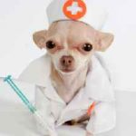 Laxativ pentru câini la domiciliu, o tabletă, un câine mic cu constipație și intoxicații,