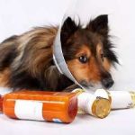 Laxativ pentru câini la domiciliu, o tabletă, un câine mic cu constipație și intoxicații,