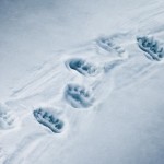 Urme de vulpe, lup, câine, Vedmed, iepurele în fotografie zăpadă și video