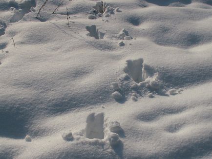 piste de animale în zăpadă - foto cu titluri, proiect on-line I va supraviețui