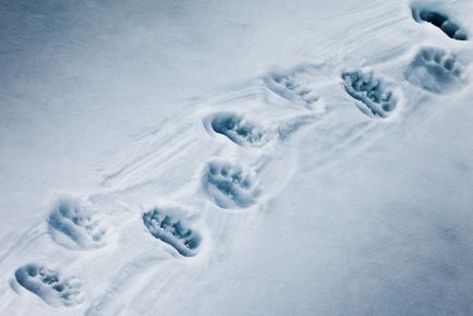 piste de animale în zăpadă - foto cu titluri, proiect on-line I va supraviețui