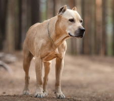 Dog American Staffordshire Terrier (lucruri) rasa descriere, poze, prețul de pui, comentarii