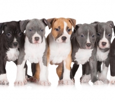 Dog American Staffordshire Terrier (lucruri) rasa descriere, poze, prețul de pui, comentarii