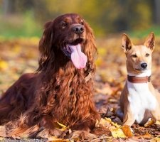 Irlandeză descriere câine Setter rasă, fotografii, prețul de pui, comentarii