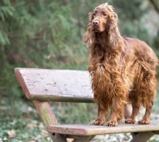 Irlandeză descriere câine Setter rasă, fotografii, prețul de pui, comentarii