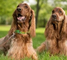 Irlandeză descriere câine Setter rasă, fotografii, prețul de pui, comentarii