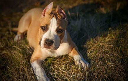 Chestii de câine (50 poze) un catelus Stafford, Staffordshire Terrier 2 luni, un mic