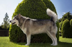 Câine-lup și roca lup similare la lista cu imagini, „da laba“