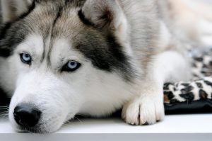 Câine-lup și roca lup similare la lista cu imagini, „da laba“