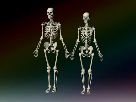 Punerea schelet uman 3d - atelier de creație Igorya Petunina