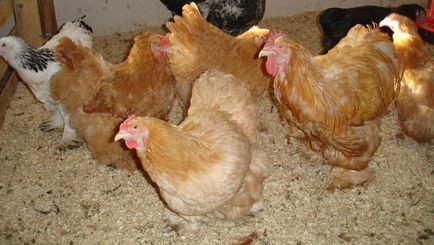 Conținutul de găini ouătoare în cușcă, cerințele de cameră, păsările rasa