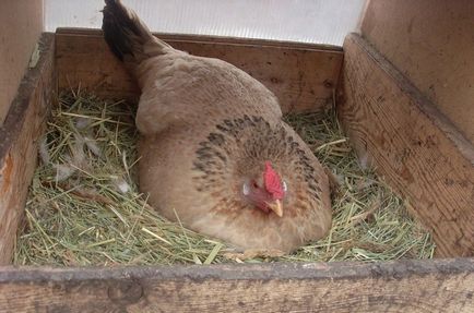 Conținutul de găini ouătoare în cușcă, cerințele de cameră, păsările rasa