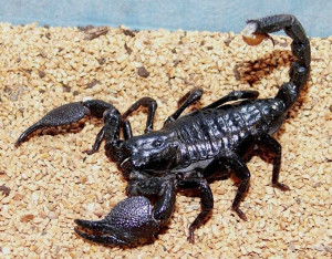 Conținutul unui scorpion la domiciliu