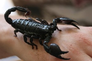 Conținutul unui scorpion la domiciliu