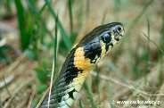șerpi șerpi Cuprins (obișnuite și apă) șerpi conținut thamnophis (thamnophis)