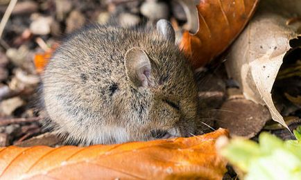 Visul mouse-ul Interpretare, ceea ce un vis într-un vis pentru a vedea mouse-ul