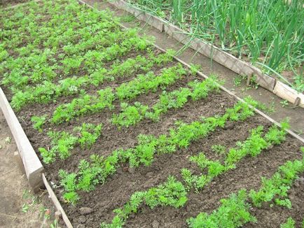Sfaturi de la gradinari cu experiență pe morcovi în creștere