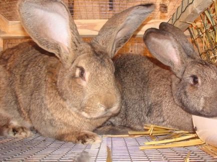 Contraflanșele (cuplare) și reproducție iepuri