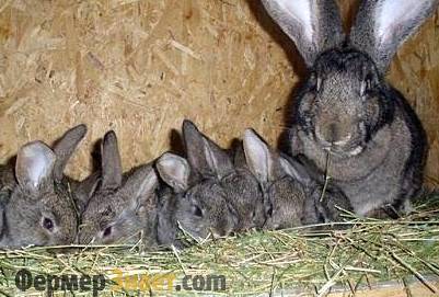 Contraflanșele (împerechere) și iepuri de reproducție la domiciliu