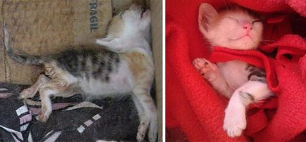 pisici Salvat înainte și după metamorfoza iubirii - vegan