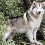Listă de câine rase similare cu lupi