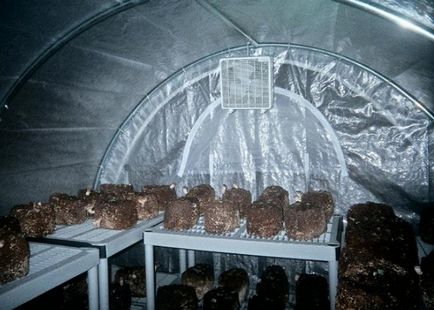 Modalități de a crește ciuperci stridie la cabana