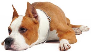 Staffordshire Terrier sau American Staffordshire Terrier, Staf - totul despre rasa pentru novice