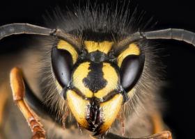 Frica de albine cauze, manifestări, modalități de abordare a