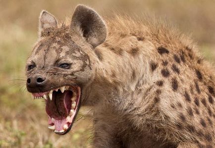 Există o „hienă de foc“ sfârșitul termenului de iluzii