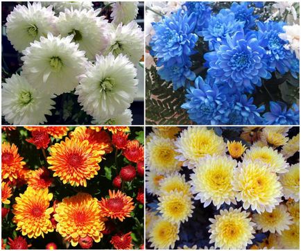 Buchet de crizanteme - opțiuni pentru a combina cu trandafiri, gerbera si garoafe fotografie