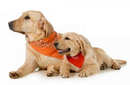 Tablete pentru câini după nume și viermi reguli de alegere