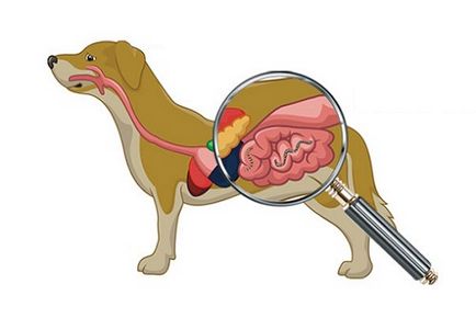 Tablete pentru câini după nume și viermi reguli de alegere