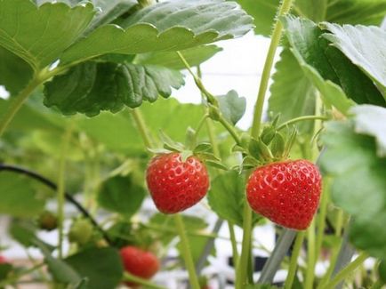 căpșuni tehnologia de cultivare a anului - acest lucru este real
