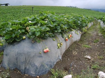 căpșuni tehnologia de cultivare a anului - acest lucru este real