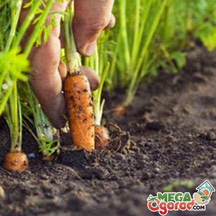 Tehnologia de cultivare morcov de plantare, îngrijire și de combatere a dăunătorilor